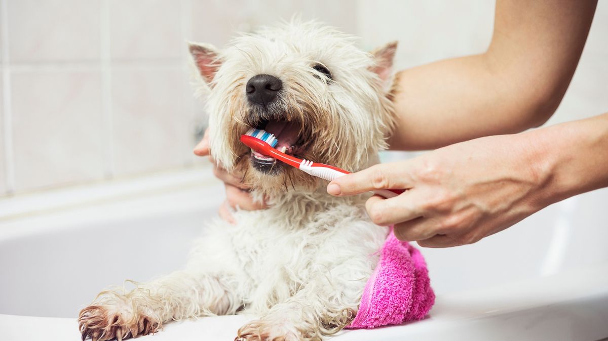A dog having its teeth brushed by a person, promoting dental hygiene and oral health for dogs.