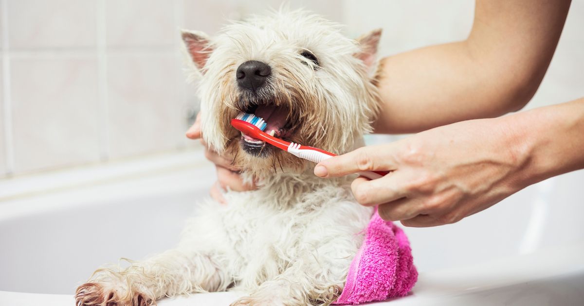 A dog having its teeth brushed by a person, promoting dental hygiene and oral health for dogs.