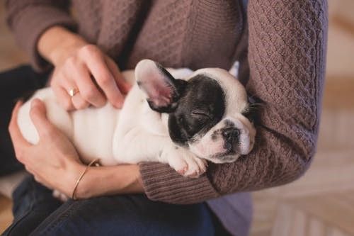What Are the Benefits of Getting an Emotional Support Dog?