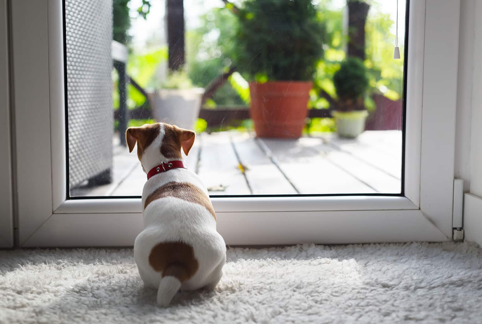 Door Darting: How to Stop a Dog From Running Out the Door
