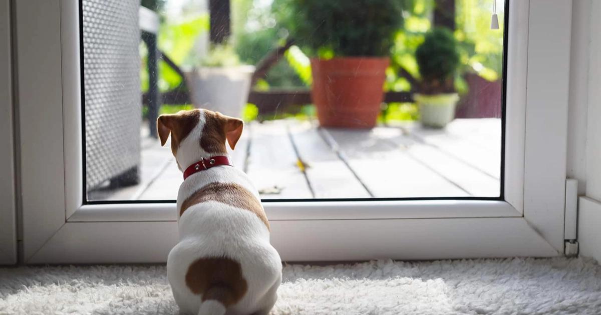 Door Darting: How to Stop a Dog From Running Out the Door