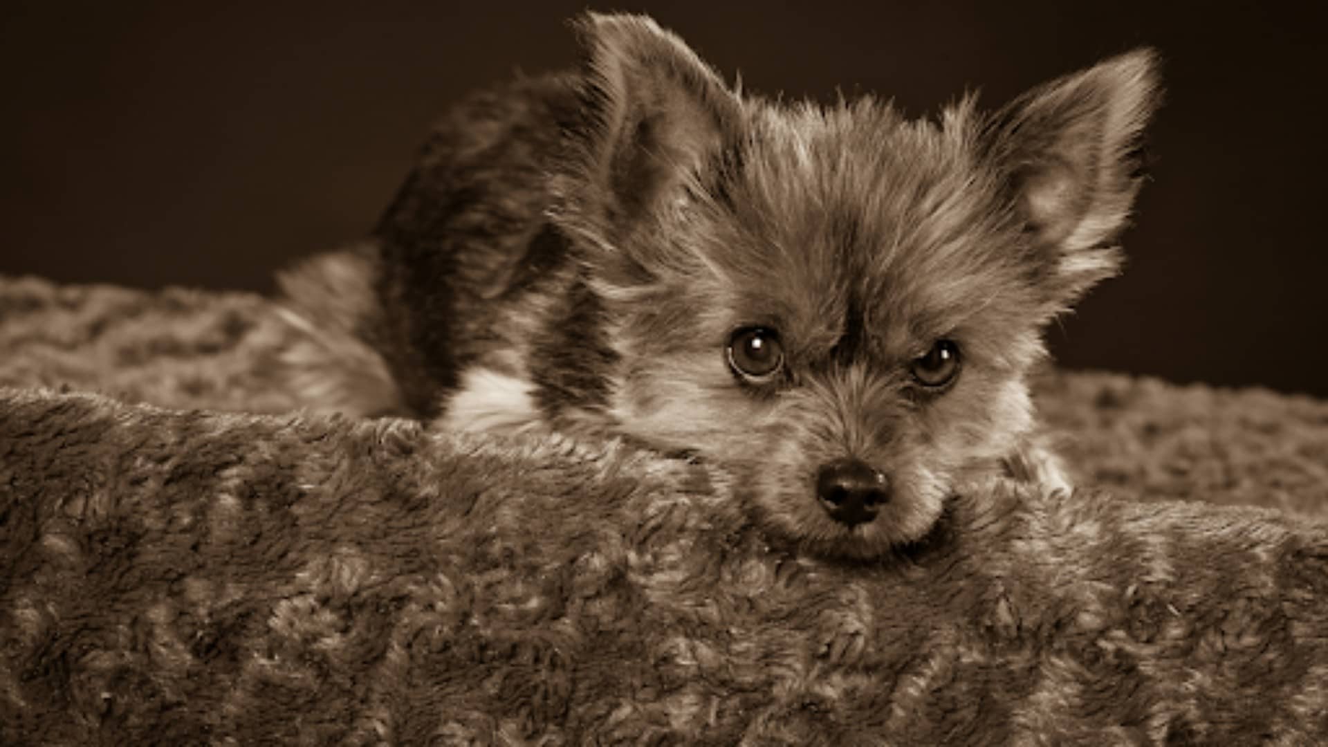 Being A Benevolent Pack Leader: How To Teach Dogs Learn Emotional Control?