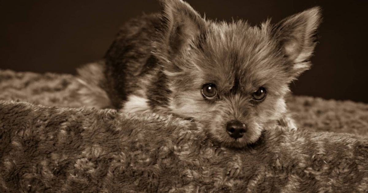 Being A Benevolent Pack Leader: How To Teach Dogs Learn Emotional Control?