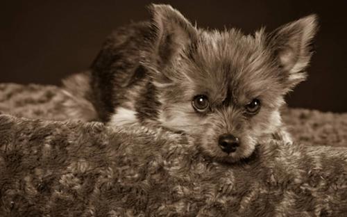 Being A Benevolent Pack Leader: How To Teach Dogs Learn Emotional Control?