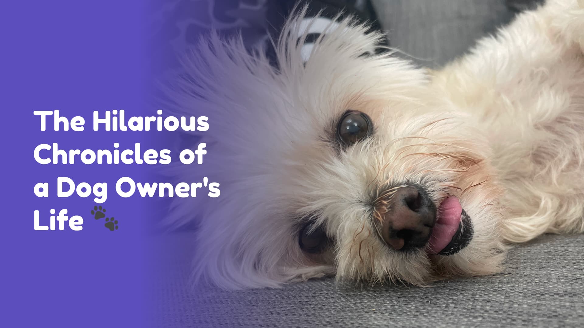 Funny photo of Scruffy the dog with her tongue out