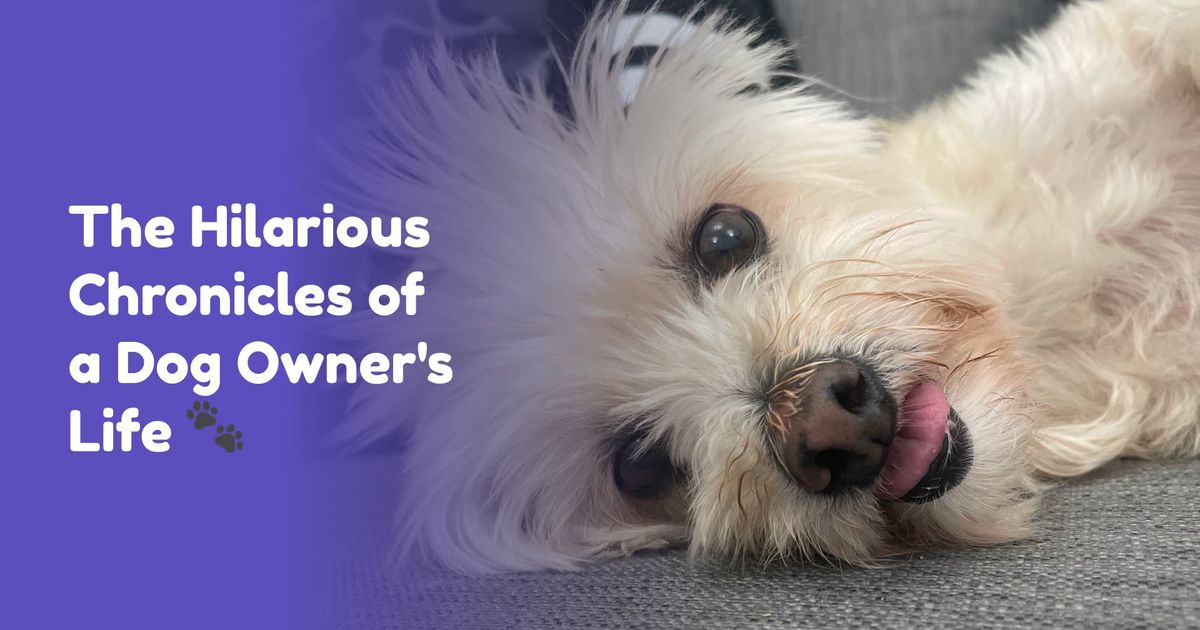 Funny photo of Scruffy the dog with her tongue out