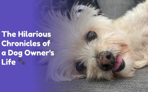 Funny photo of Scruffy the dog with her tongue out