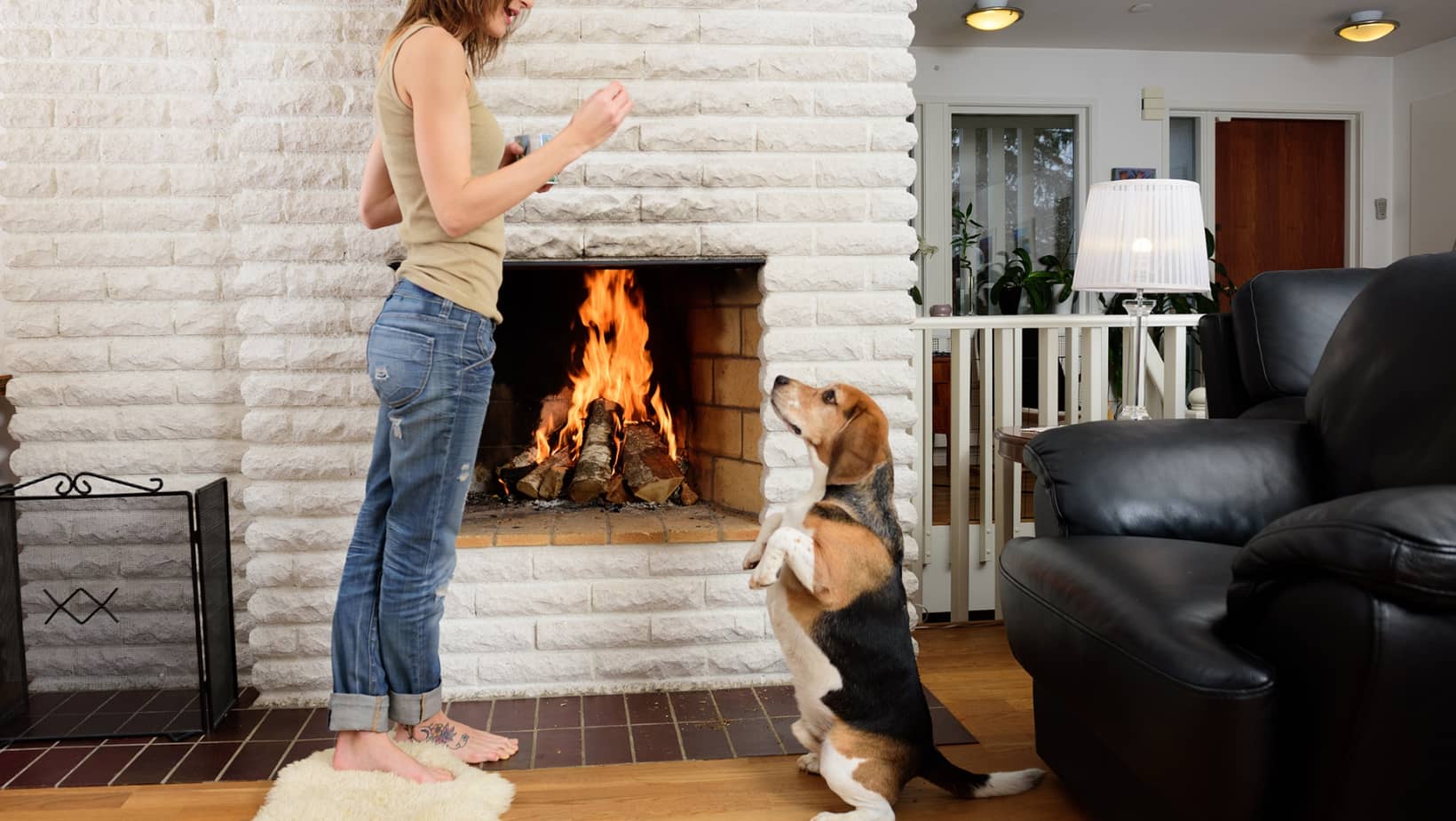 Dog Tricks: Understanding Your Dog's Capabilities Before You Teach Buddy New Tricks