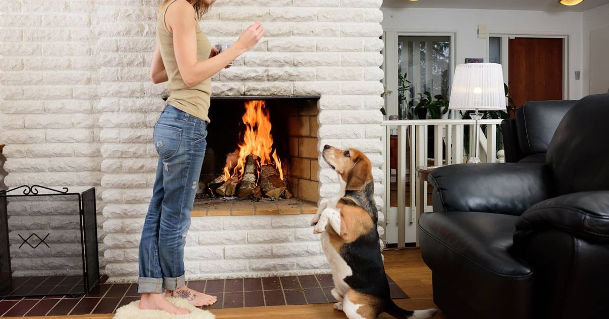 Dog Tricks: Understanding Your Dog's Capabilities Before You Teach Buddy New Tricks