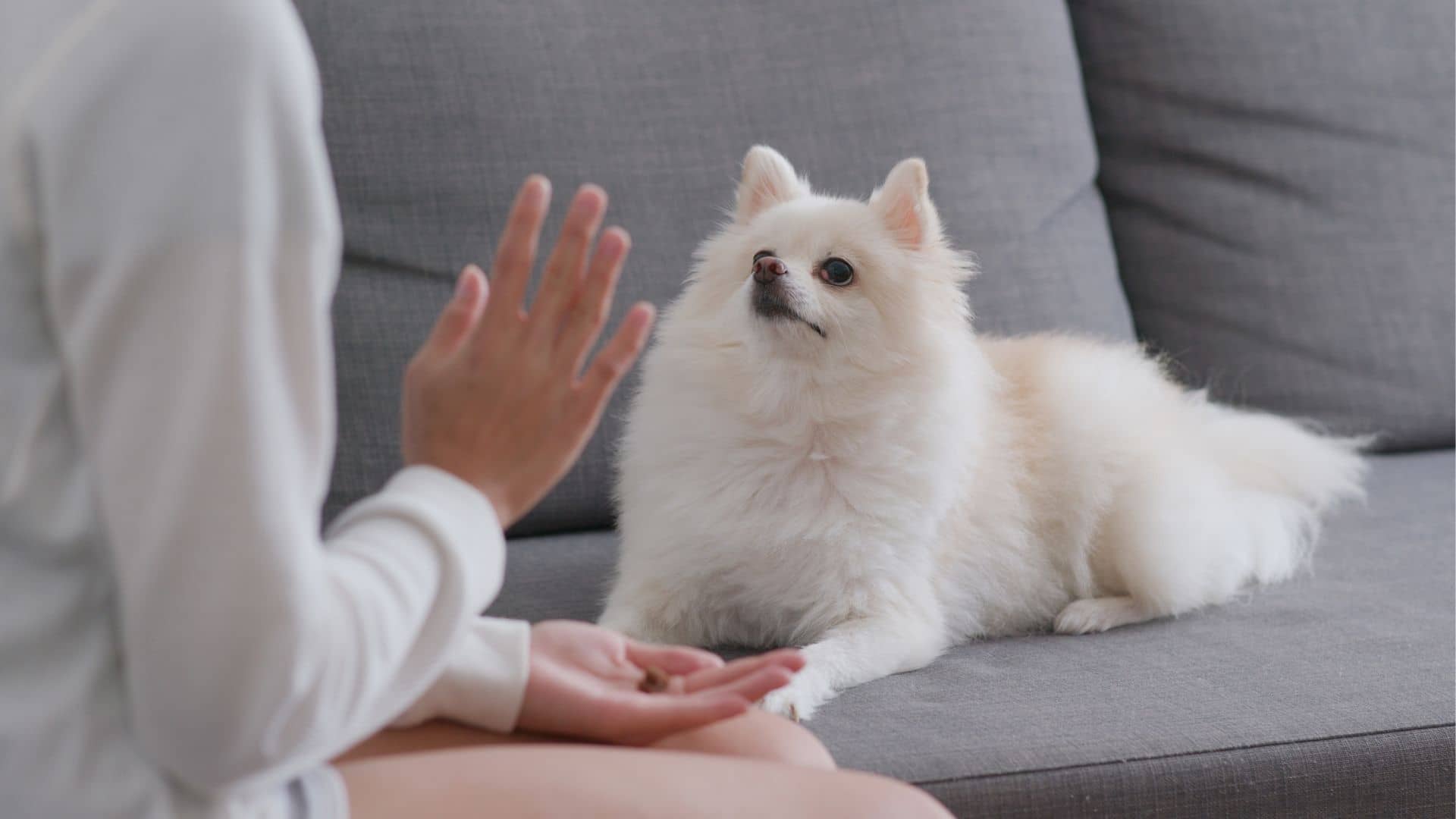 Important Steps To Consider With Your Dog Training Strategy