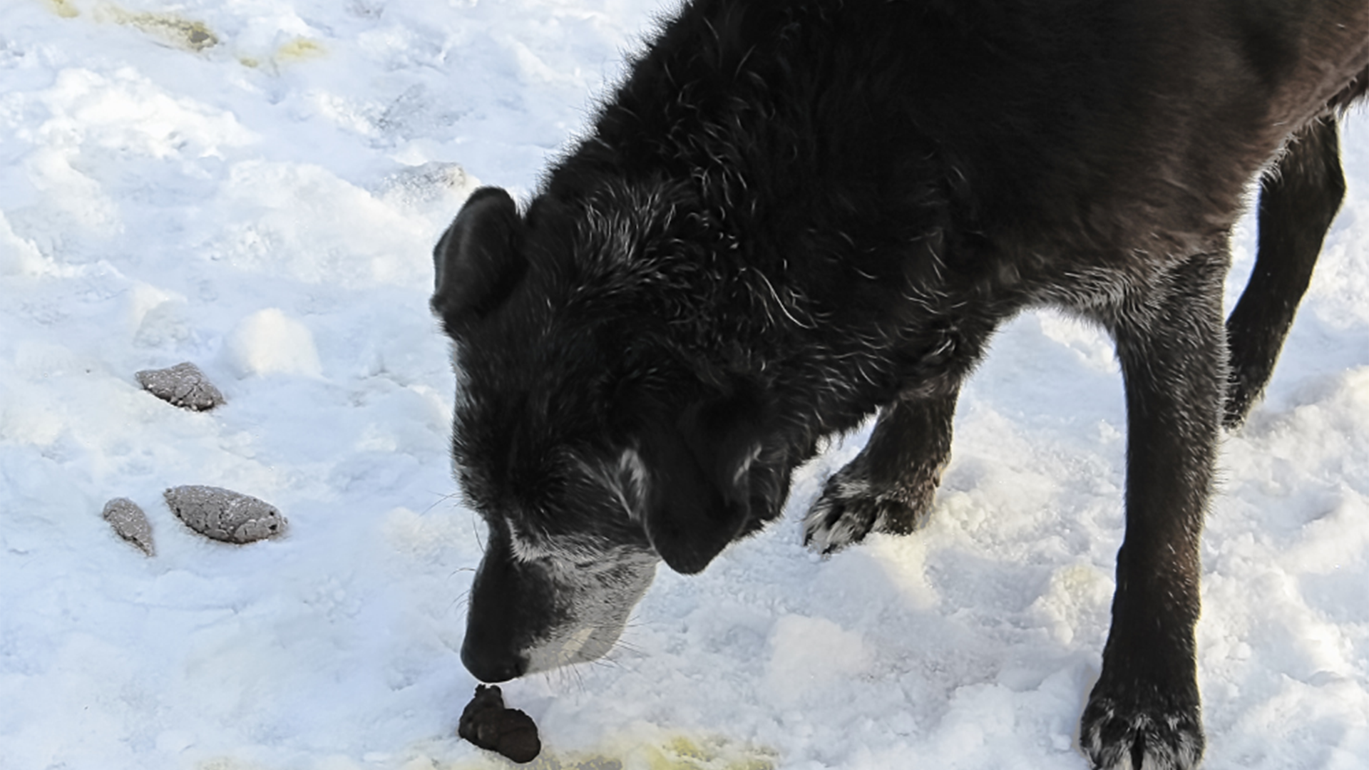 Why Dogs Love Smelly Things?