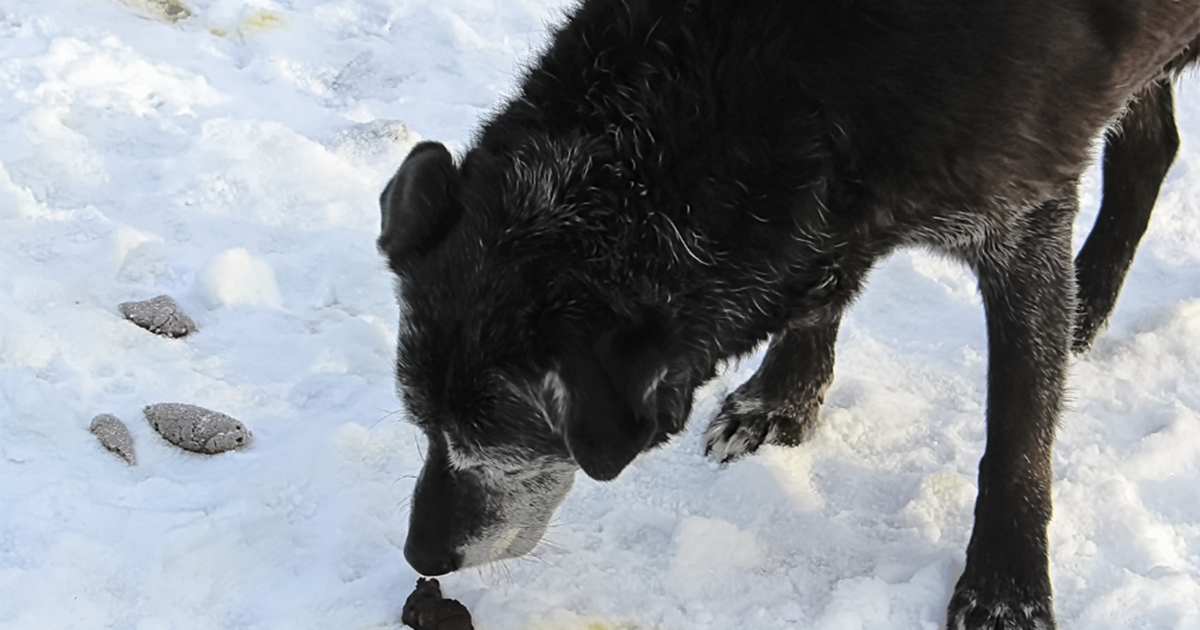 Why Dogs Love Smelly Things?