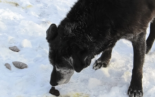 Why Dogs Love Smelly Things?