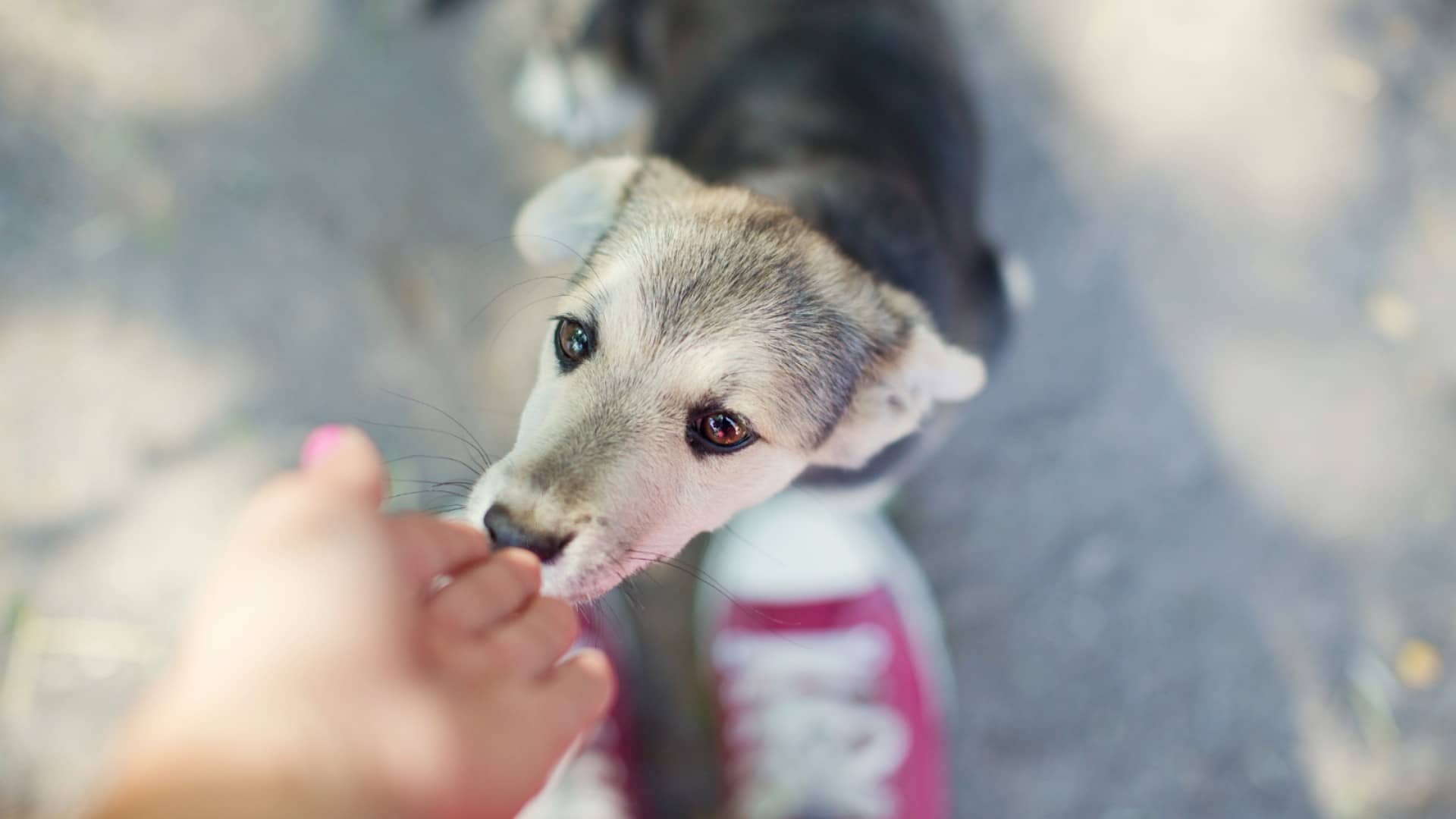 What Are The Basic Dog Commands For Learning Emotional Control?