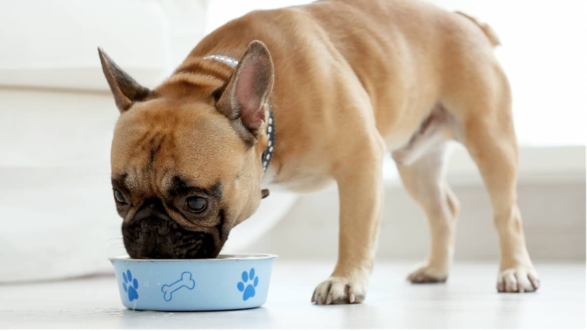 Life-Saving Benefits Of Homemade Pet Food