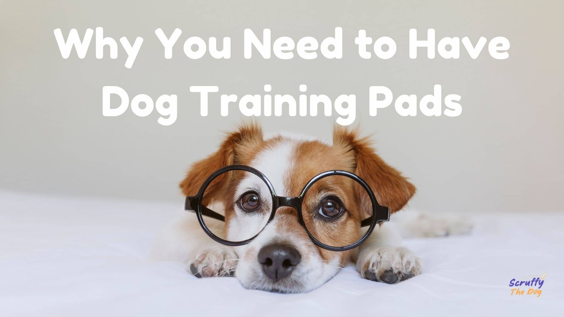 Why You Need to Have Dog Training Pads