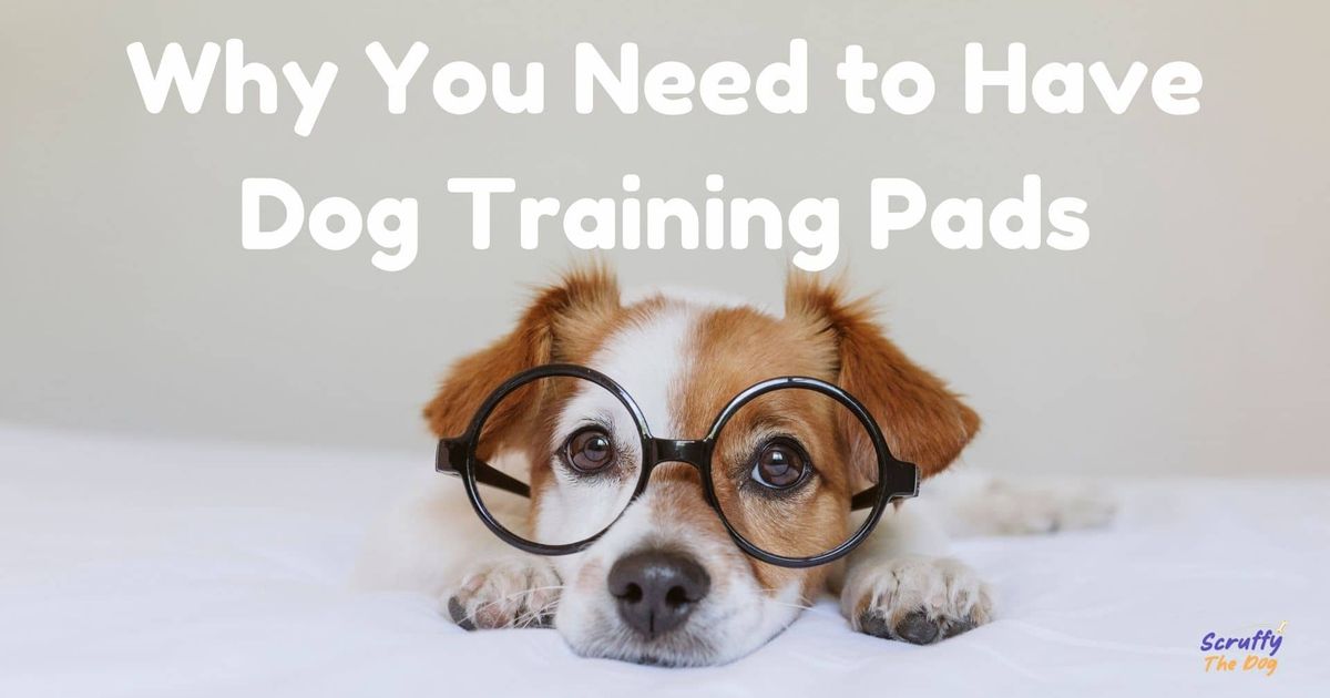 Why You Need to Have Dog Training Pads