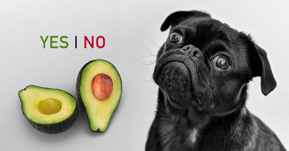 Avocados and Small Dogs