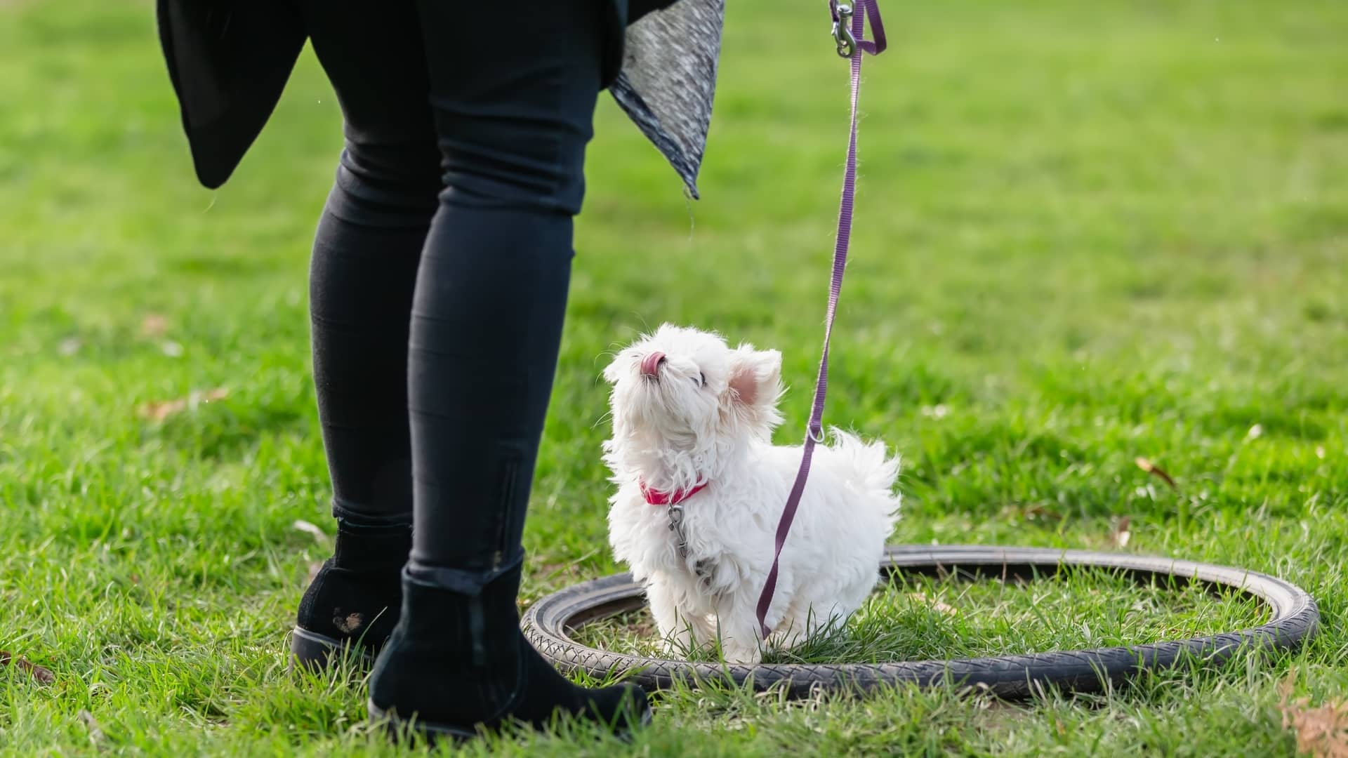 Can You Tell A Puppy's Personality?