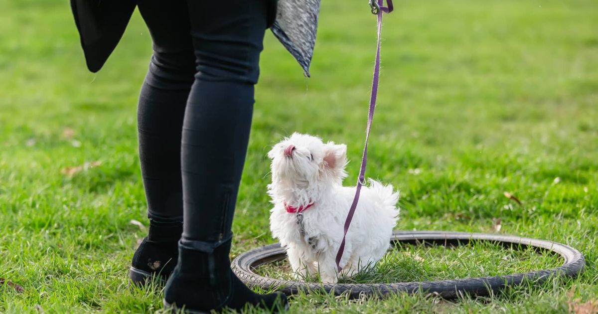 Can You Tell A Puppy's Personality?