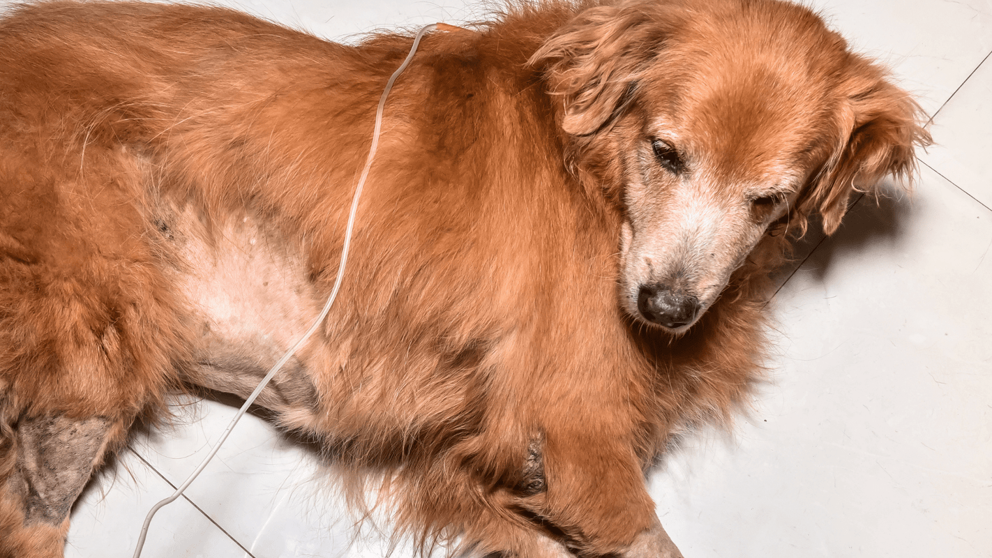 Foods To Cure Kidney Disease In Dogs