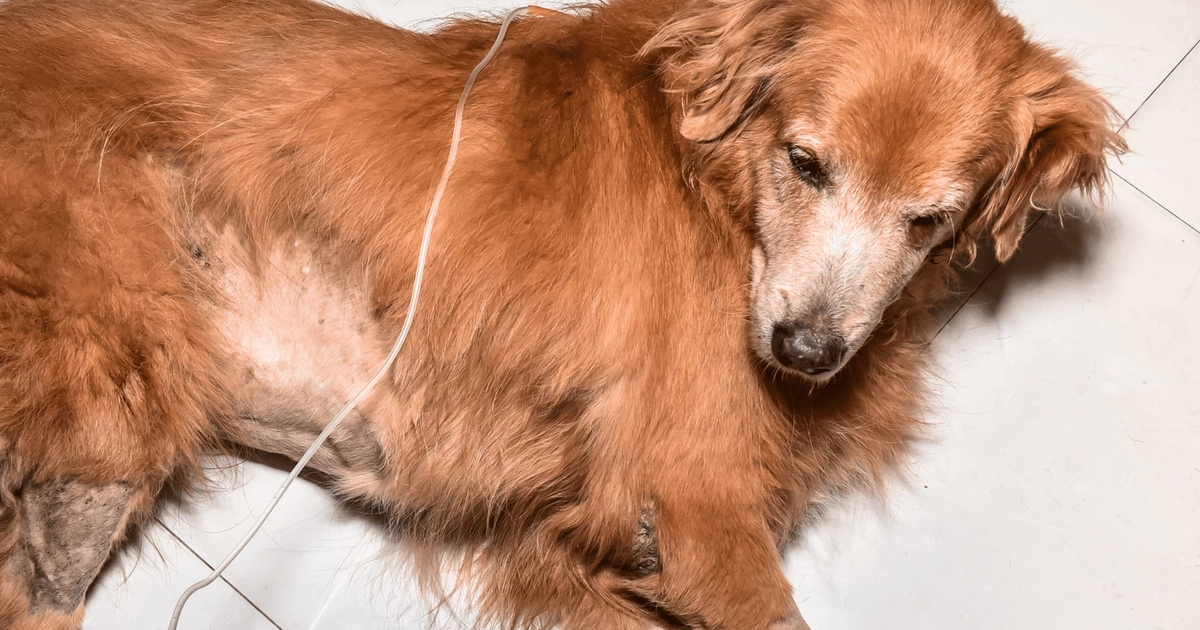 Foods To Cure Kidney Disease In Dogs