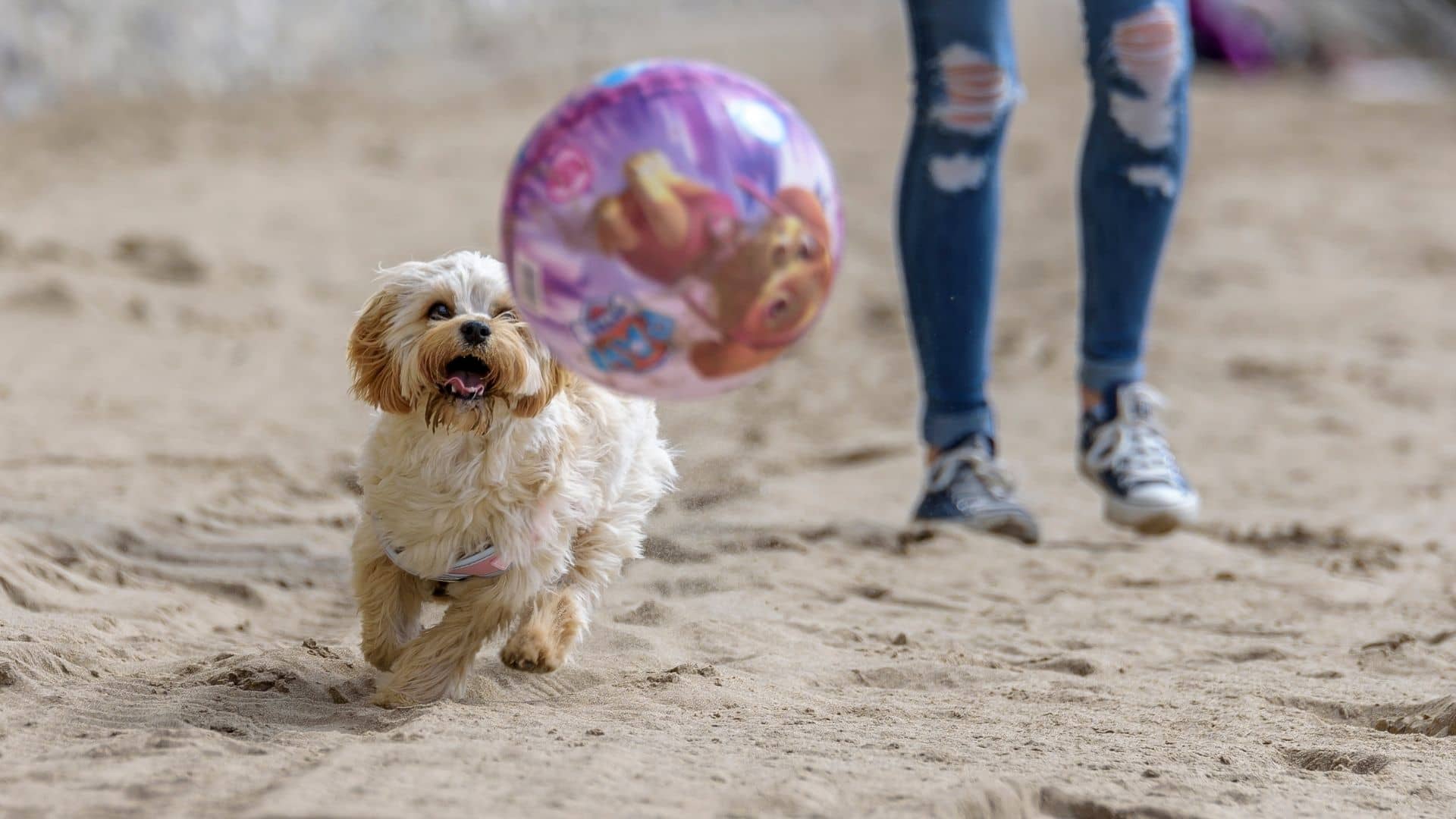 Types of Hypoallergenic Dogs