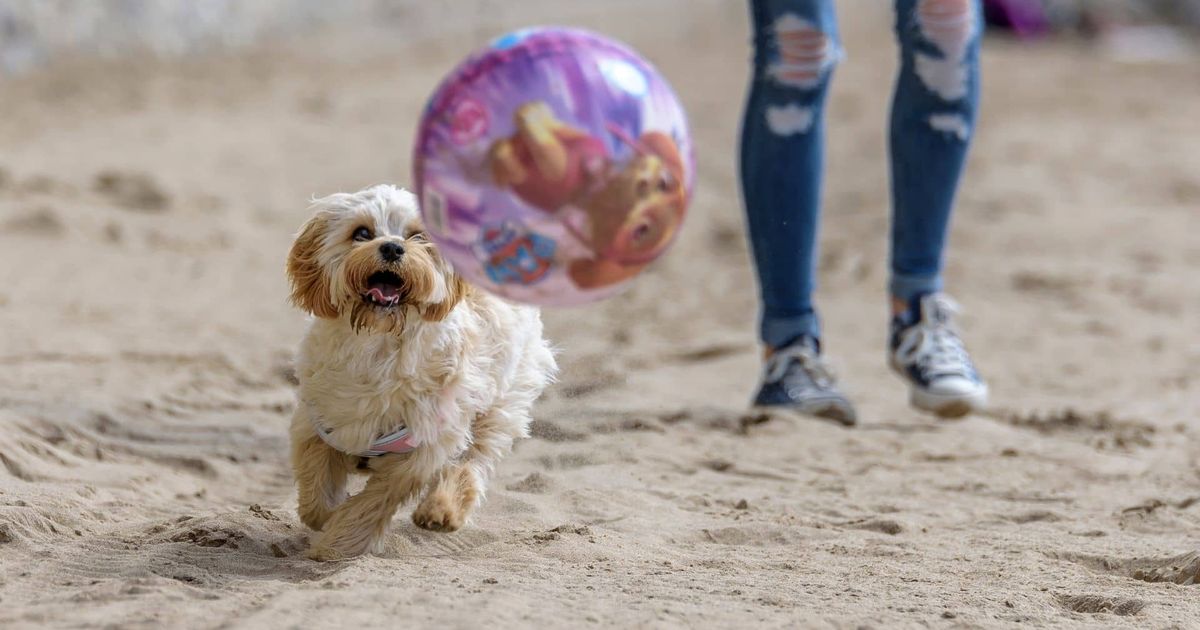 Types of Hypoallergenic Dogs