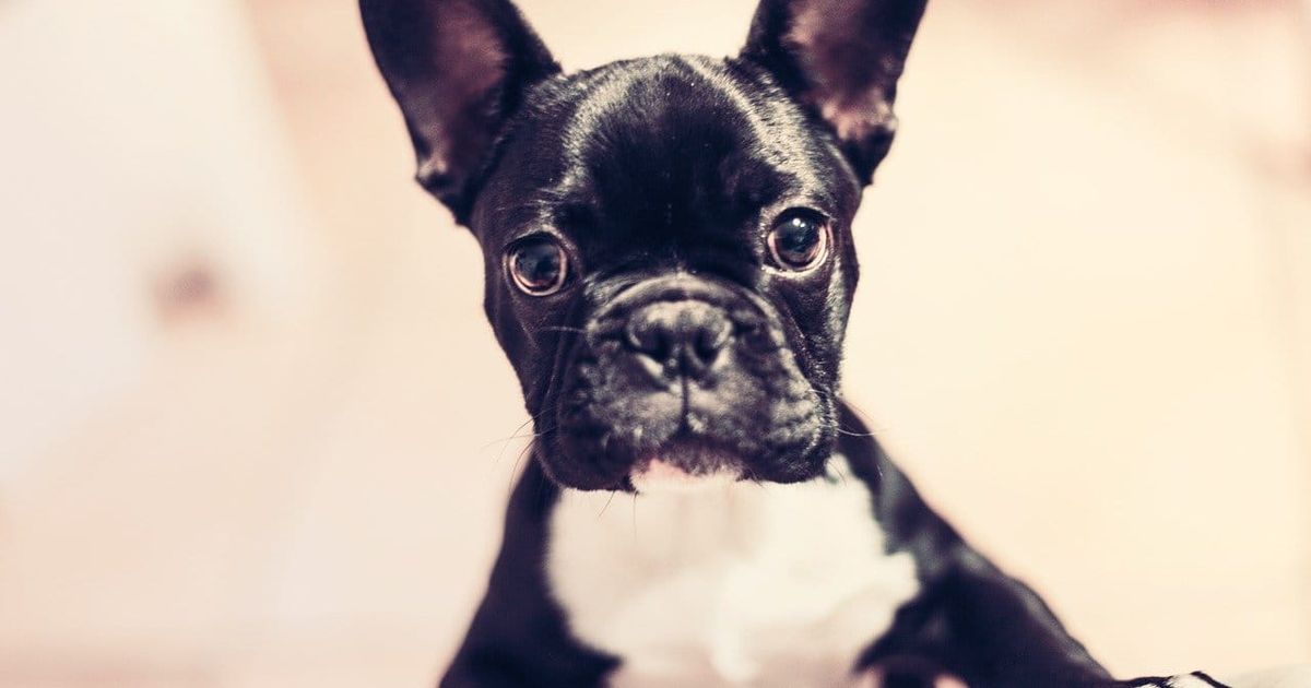 Why You Should Get Your Dog DNA Tested