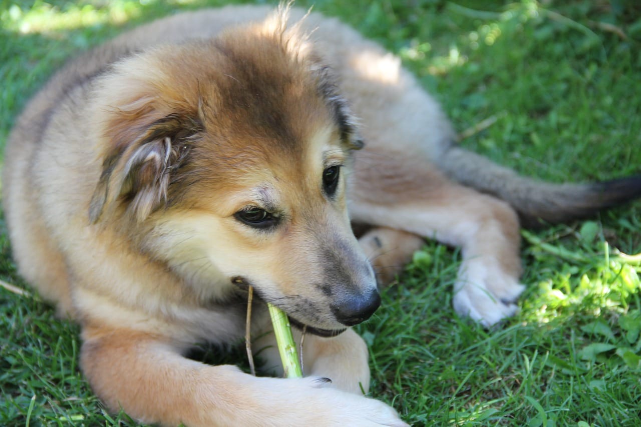 How to Stop Your Puppy From Chewing