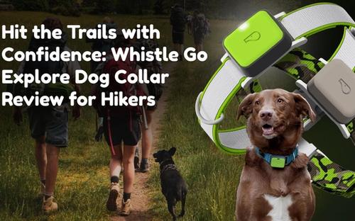 background image of group of people going on a hike with dog