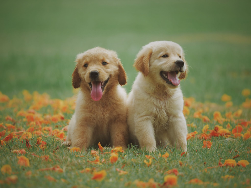 two labrador puppies