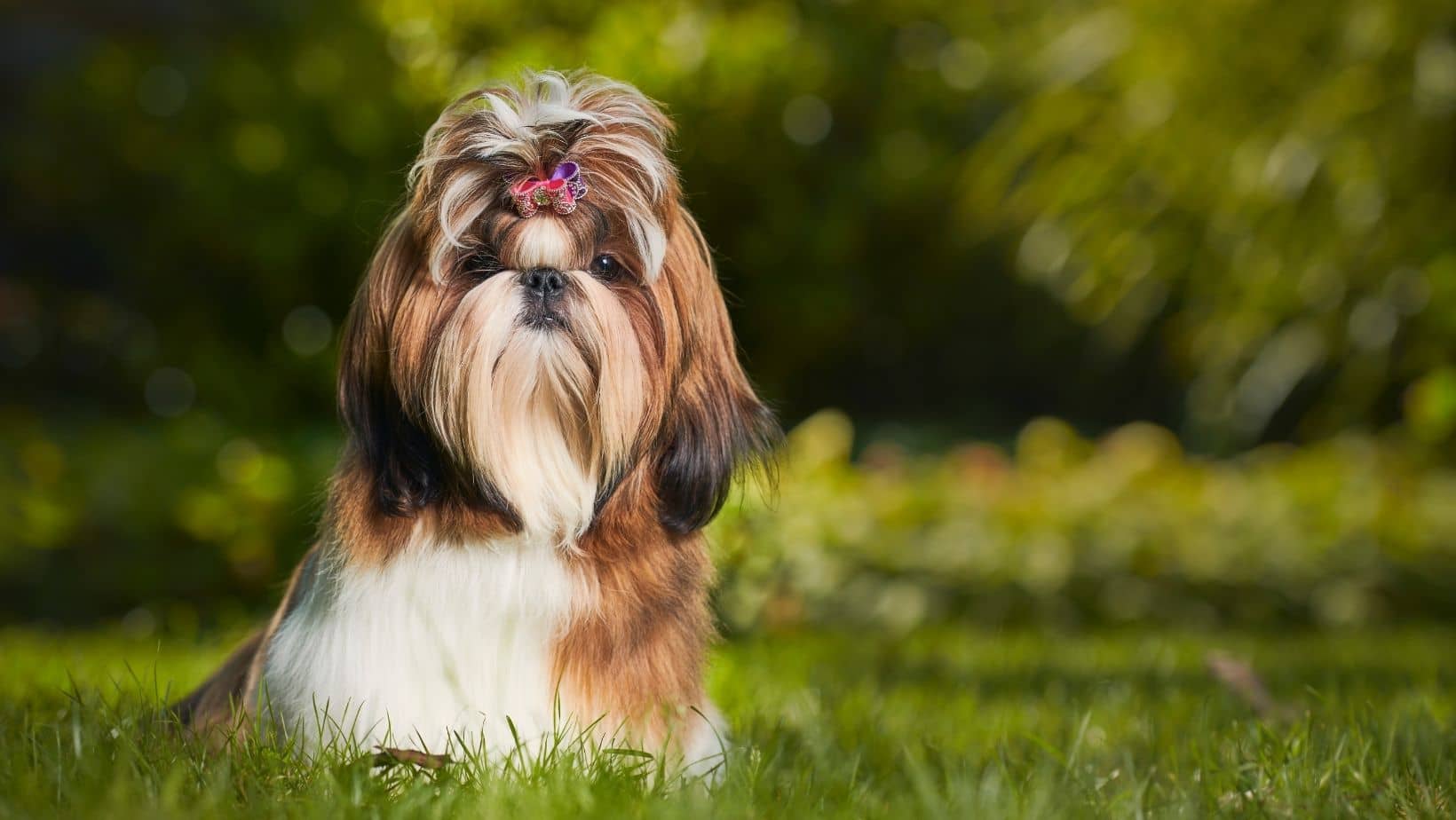 The Shih Tzu Breed: A Widely Loved Buddy