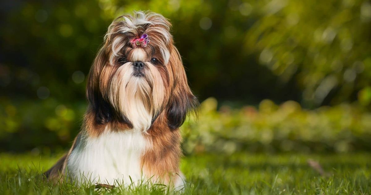 The Shih Tzu Breed: A Widely Loved Buddy