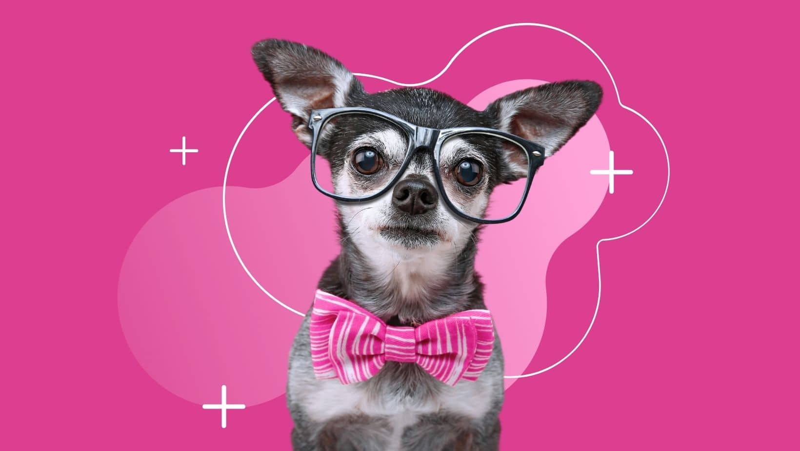 Training Chihuahuas With Praise And Affection