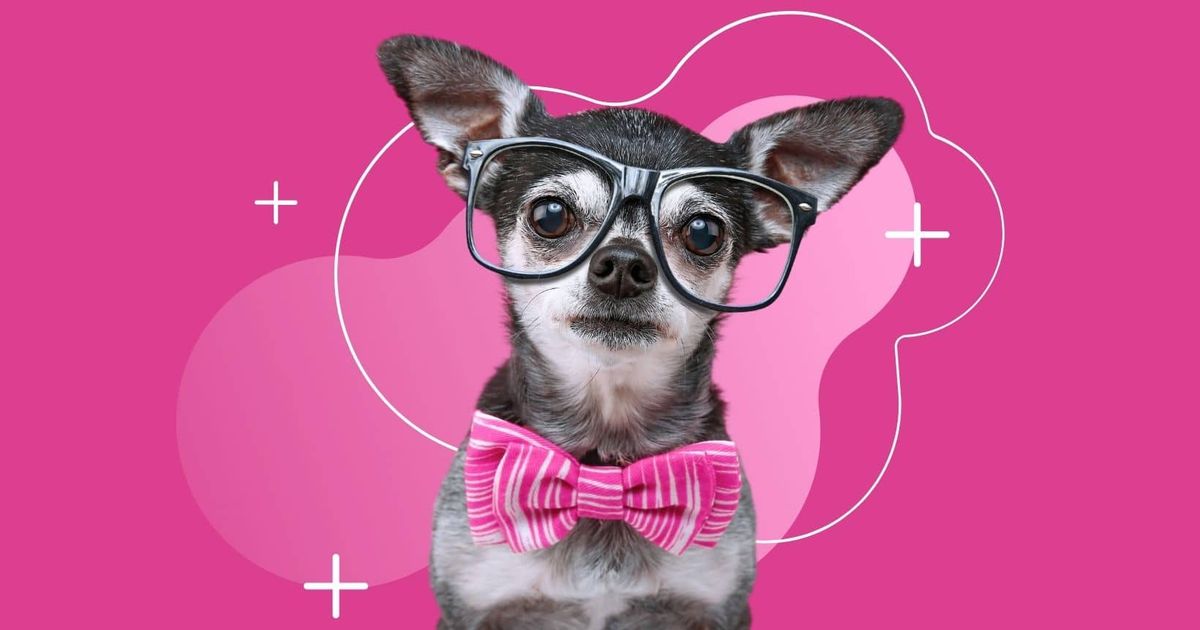 Training Chihuahuas With Praise And Affection