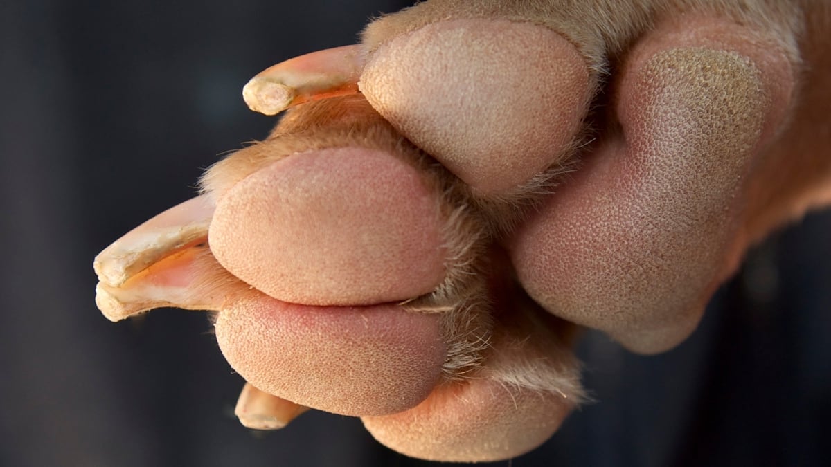 Ready To Trim Your Dog's Nails?: Here's What You Need To Know