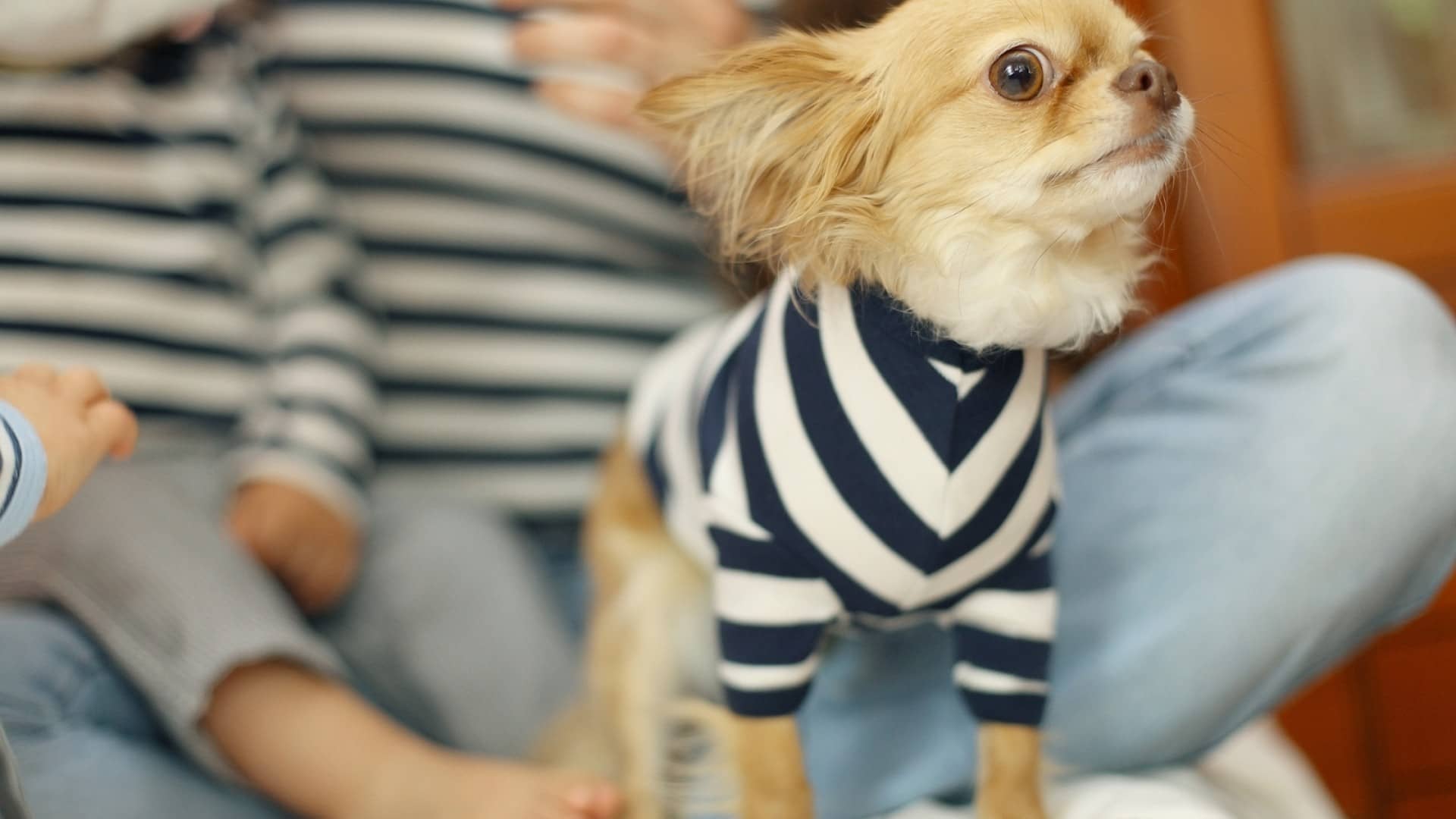 How To Train Social Status-Seeking Dogs?