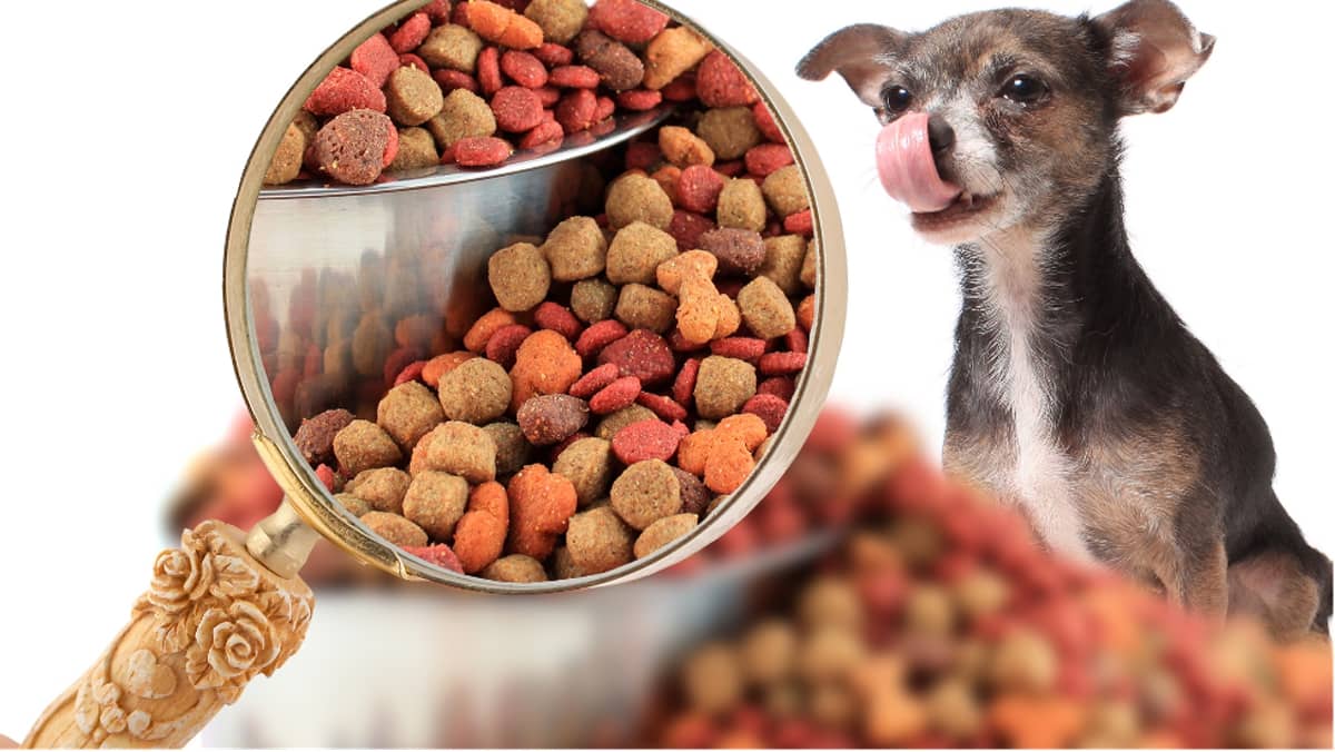 Food Requirements For Your Small Dog
