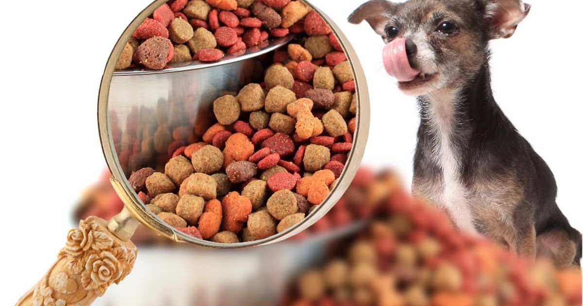 Food Requirements For Your Small Dog