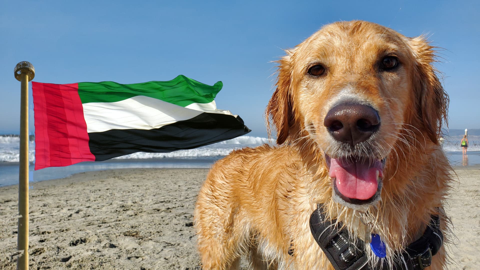 Dog on the UAE dog friendly beach