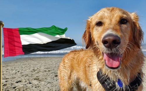 Dog on the UAE dog friendly beach
