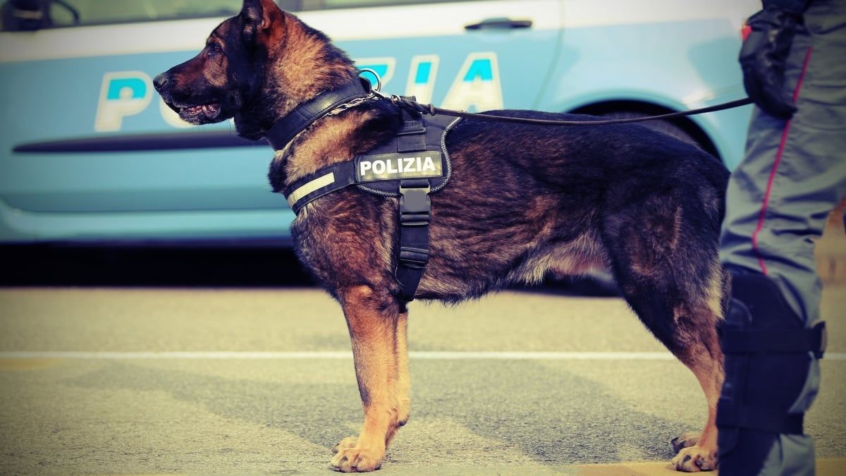 Police Dogs