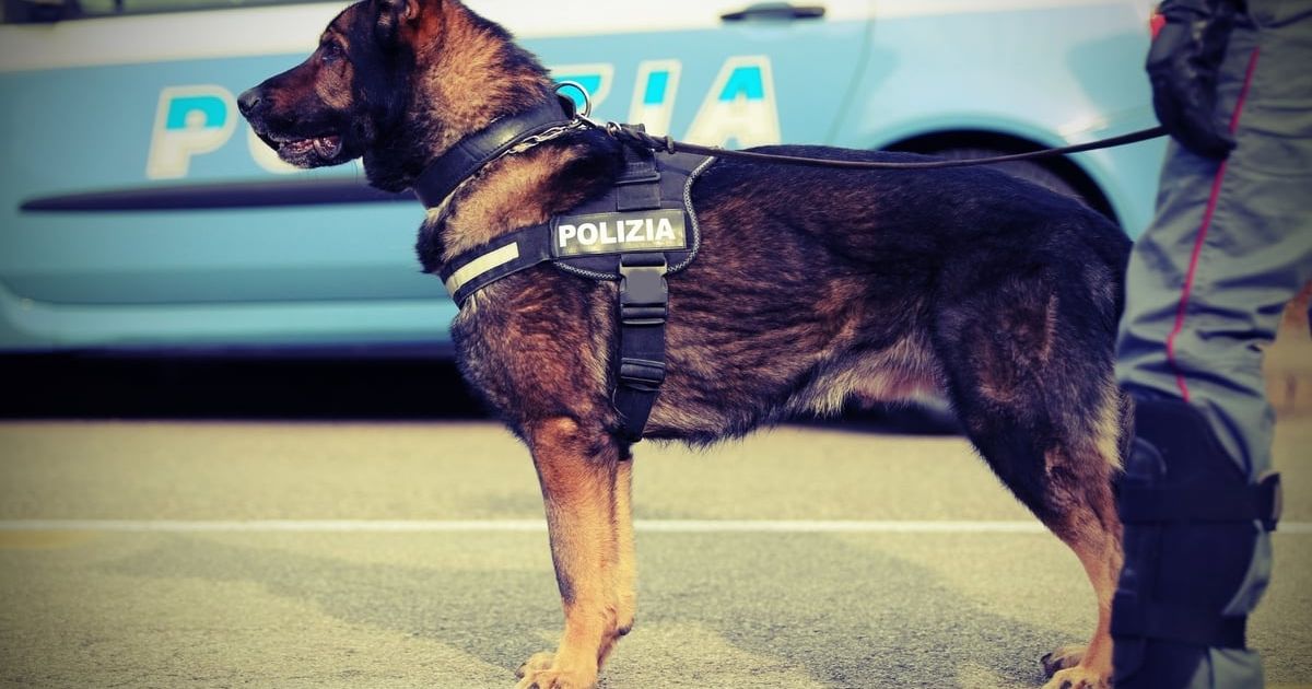 Police Dogs