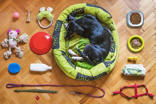 Dog Essentials: Pet Gear Every Dog Owner Should Own