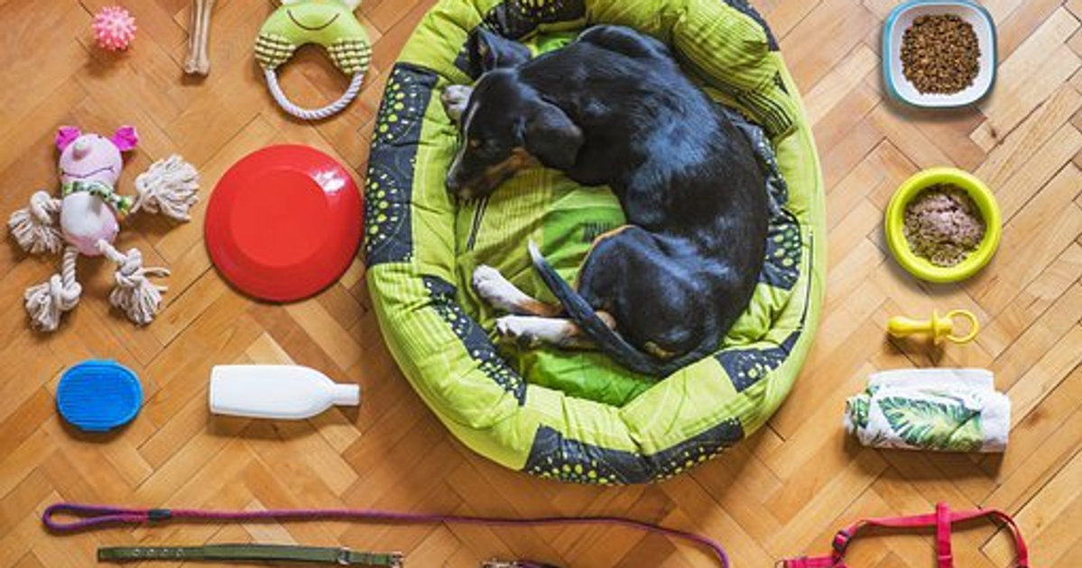Dog Essentials: Pet Gear Every Dog Owner Should Own
