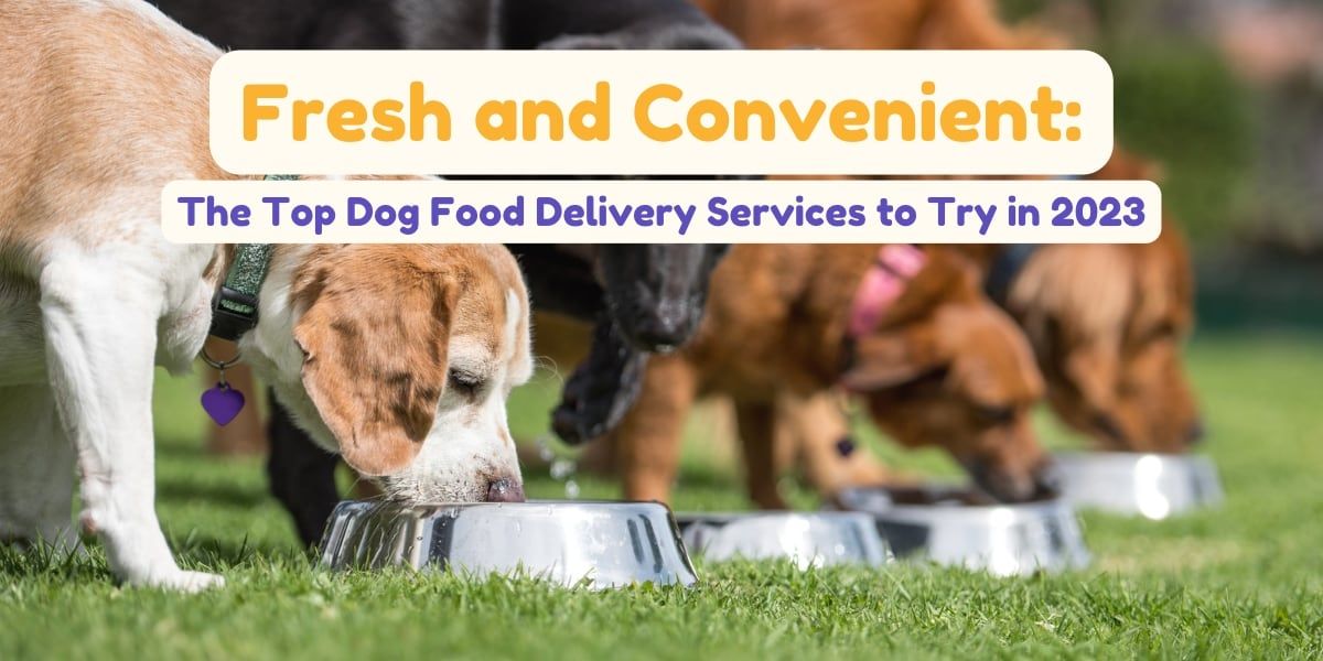 Fresh and Convenient: The Top Dog Food Delivery Services to Try in 2023