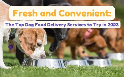 Fresh and Convenient: The Top Dog Food Delivery Services to Try in 2023