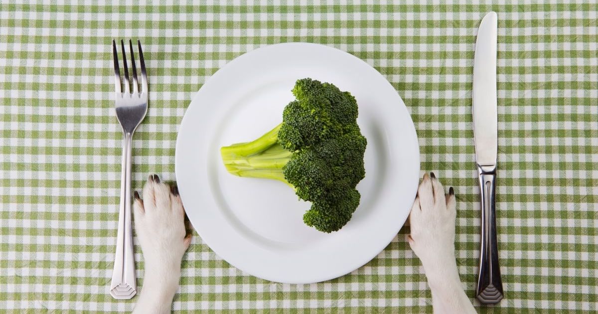 How To Choose The Right Diet For Your Dog