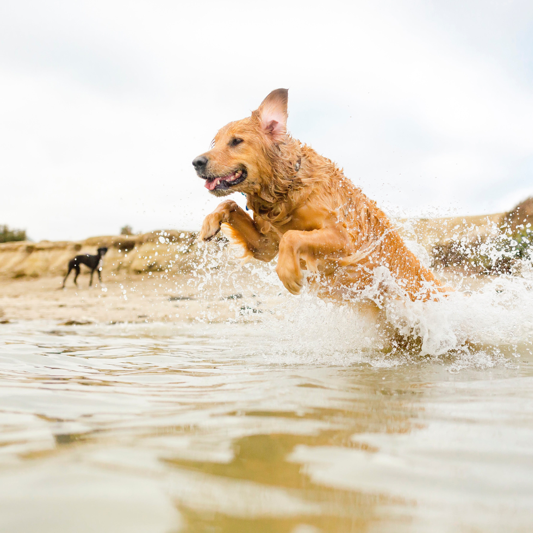 Top 5 Water Toys for Dogs: Beat the Heat in the UAE with These Fun Pool and Beach Accessories